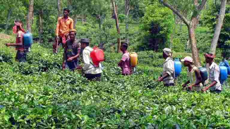 由于2018-19的洪水，印度的咖啡产量可能下降了20％